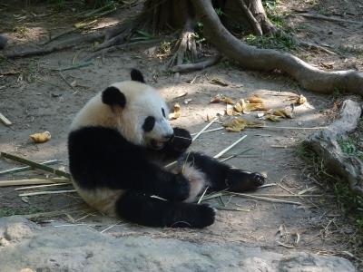 子連れ（４歳７歳）広州・マカオ・香港・深圳父子旅（１）広州長隆野生動物世界編