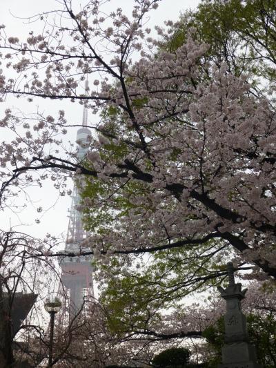 増上寺で鐘と桜見　登り龍もね！