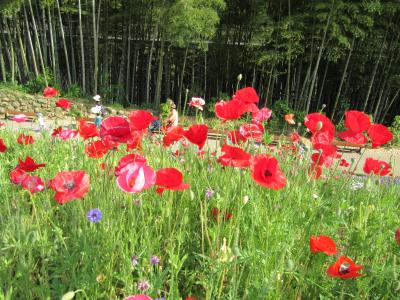 横浜・里山ガーデン、5月の花見