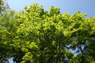 秋じゃなくても楽しめる・青もみじあふれる東福寺を散策