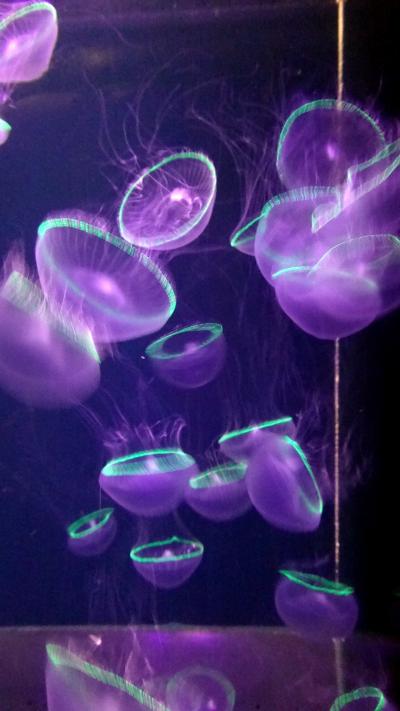 女一人旅、ドライブ旅行記 (8)、加茂水族館のクラゲと、鳥海山、そして新潟の海