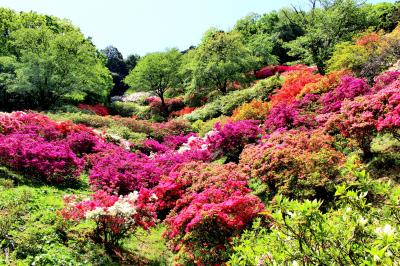 五大尊つつじ公園と山吹の里歴史公園