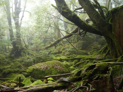 苔むす森～白谷雲水峡と周遊バスの旅