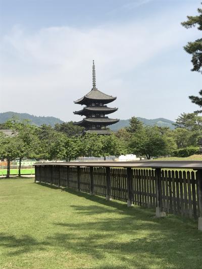 何十年振りだろう・奈良！今年の結婚記念日は悠久の歴史の地で過ごす・興福寺周辺(前編)鹿せんべいを要らないよ～と食べてくれない鹿にガッカリの観光客。どちらも可愛そう！