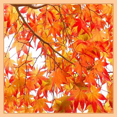 Solitary Journey ［1833］ 秋色に彩られた西中国山地は赤色や黄色で染まった紅葉でいっぱいでした！＜もみの木森林公園＞ 広島県廿日市市
