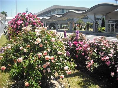 ２０１７年５月　山口・宇部　山口宇部空港のバラを見に行きました。２回目は見頃でした。