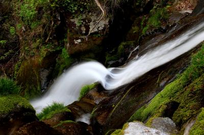 ◆芽吹きの立矢川の滝と山野草