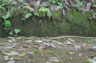 342 恒例の、新緑飛鳥てくてく歩記