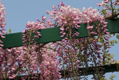 2017春、蒲郡と浜松の花巡り(8/16)：浜松(3)：浜名湖ガーデンパーク(3)：花の美術館