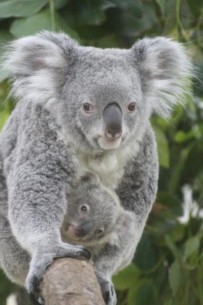 我が地元・埼玉のバラ園と動物園めぐりの夏日の初夏の週末（２）埼玉こども動物自然公園（前編）コアラ特集：赤ちゃんのニーナちゃんに会いたくて＆お嫁入り前に最後に会えたエミちゃん