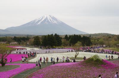 富士芝桜まつり～予報では晴れだったのに～