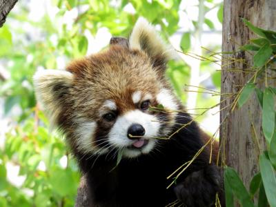 春のレッサーパンダ紀行【６】 円山動物園　円実ちゃん、可愛らしく成長中！！ レッサーのお食事タイムが待望の復活！！