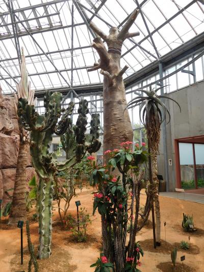 2017年５月　宇部・ときわ公園　その２　ときわミュージアム　世界を旅する植物館