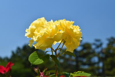 浜寺公園バラ庭園と三日月