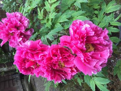 伊藤園ホテルズ 那須塩原 弾丸バスツアー 1日目ぼたん祭り