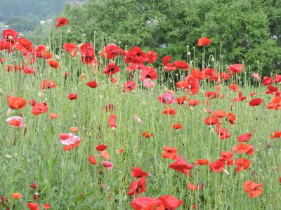 人も歩けば花に会える！ポピーがいっぱい、こんなところがあったのね！「上山」