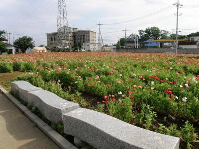 早朝ウォーキングで鷲宮地区葛西用水沿いのポピー咲くコースを歩く　2－2