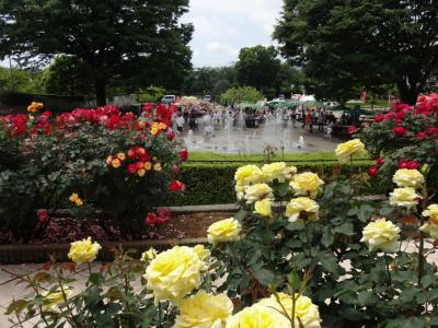 バラと熱帯の花々の香りに酔いしれてーーーローズフェスタ　小田原