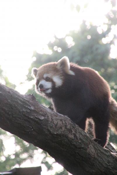 我が地元・埼玉のバラ園と動物園めぐりの夏日の初夏の週末（３）埼玉こども動物自然公園（後編）久しぶりのカンガルー広場＆ちょうど目覚めたタイミングのレッサーパンダたち～リチャードソンジリスはバックヤードで元気だとの朗報が得られた小動物コーナー