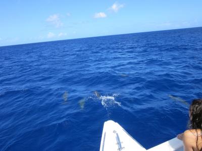 小松からの初めてのグアム　海はきれい　イルカいっぱい