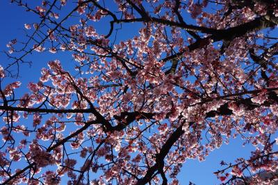 一足先に春が来た！桜まつりと梅まつり