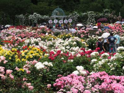 傷心の京成バラ園2017年春バラ最盛期（前編）おはようローズガーデン～人がまだ少なかった早朝のバラ園で