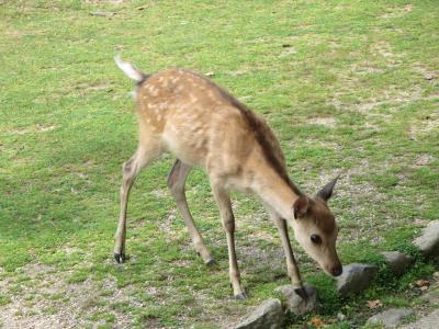 こあひるさん、ようこそ奈良へお帰りなさい☆奈良国立博物館「快慶」＆カフェ葉風泰夢（ハーフタイム）～人の多さに鹿もびっくり？！＼(◎o◎)／！