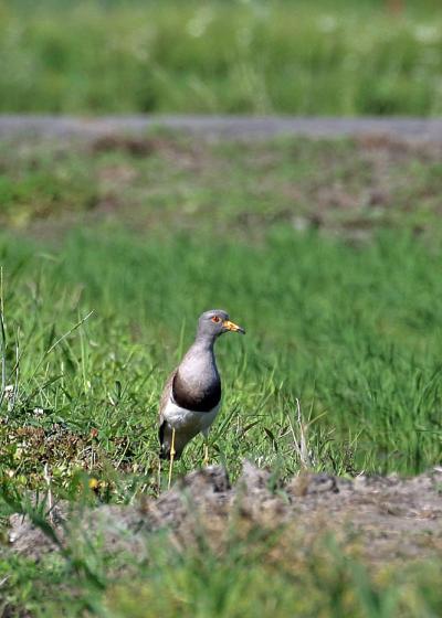 野鳥撮影記録（２０１７年６月）その１