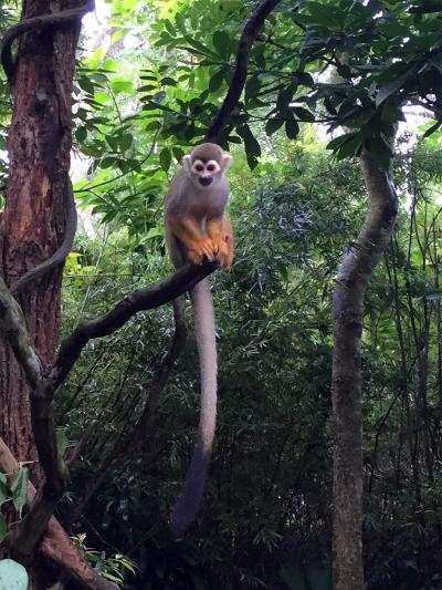 2015年8月①シンガポール3泊4日の旅☆1・2日目～リバーサファリ＆シンガポール動物園　Pan Pacific Singaporeに滞在