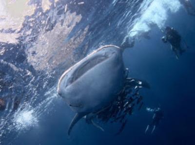 コ・タオ  一度は行きたい場合！