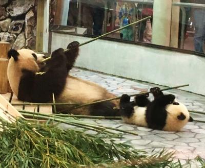 ★和歌山を旅する アドベンチャーワールド編★