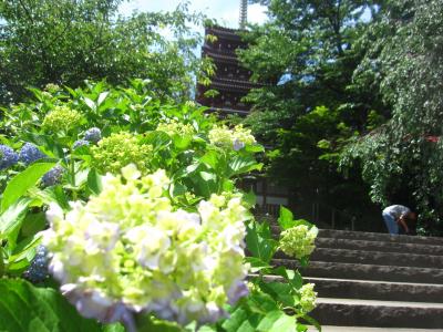 あじさいはまだ早かった…！ 松戸の本土寺と戸定邸へ行ってきました