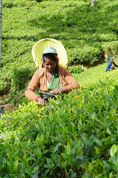 灼熱のスリランカ（15）ヌワラエリアのペドロ・エステートで茶摘みを見て、高原イチゴを堪能し、茶畑を越えてゴールまで走り抜ける。