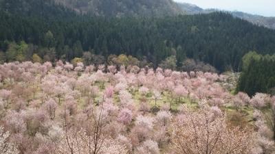 桜峠に行ってきました