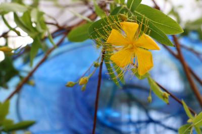 花と器のハーモニー２０１７、山手西洋館・・・