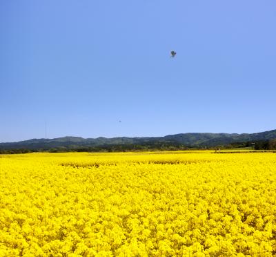 まさかり半島　 菜の花色を求めて　　　　　　 仏様に ＆ Love Heart 寒立馬に　逢う。