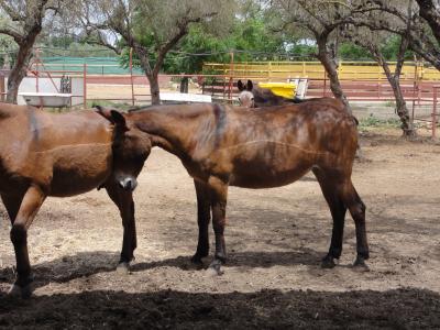 EQUITACION（乗馬）