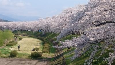 2017 GW9日間東北旅行3日目～桧木内川堤の桜と角館武家屋敷～