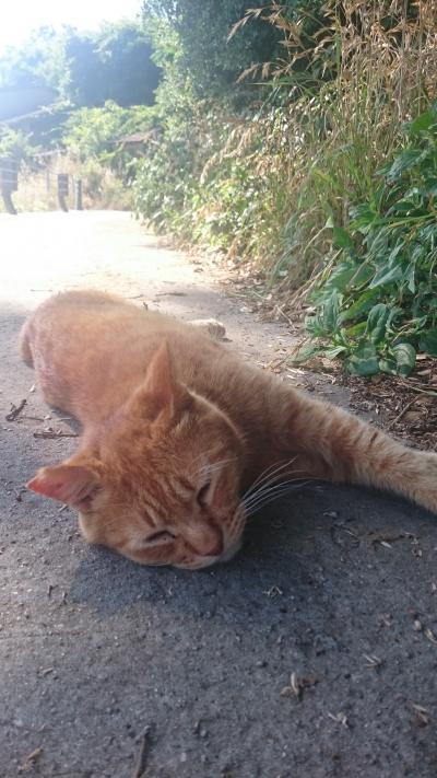 猫とアートの男木島