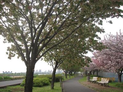 ワシントンから里帰りした「五色桜」に会いに足立区「都市農業公園」へ行く