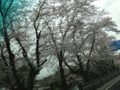 成田市内の桜は 