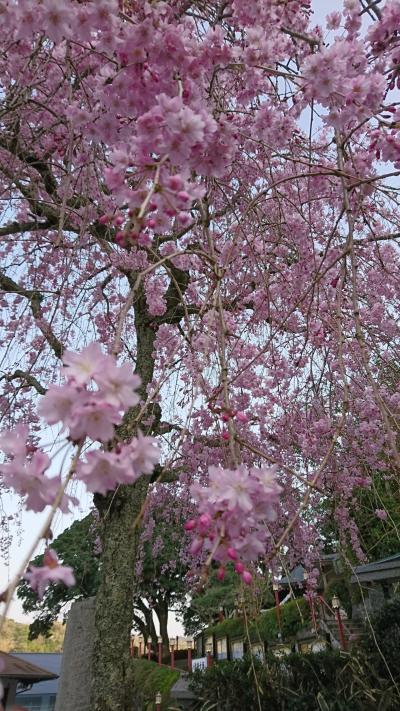 下田は桜が満開でした