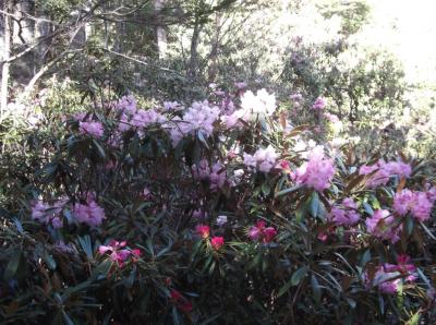 奥秩父シャクナゲの山旅