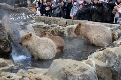 2016年2月　伊豆シャボテン公園で可愛すぎるカピバラの露天風呂をただひたすら見る日帰りの旅