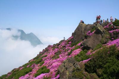 天空に咲くピンクの大花園を訪ねて（　九重連山に咲くミヤマキリシマ　前編　）