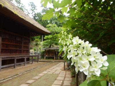 2017紫陽花はまたあの場所へ・・・【塩船観音寺】