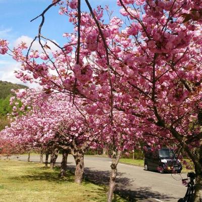 猪苗代昭和の森・八重桜