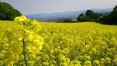 三ノ倉スキー場・一面の菜の花