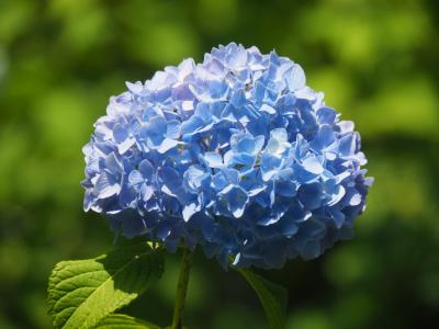 鎌倉をブラブラ、紫陽花の後は竹林でお抹茶を