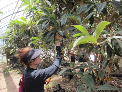 千葉　びわをのぞきに